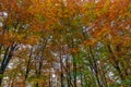 Autumn mountain TransfÃÆgÃÆrÃÆÃâ¢an forest in Transylvania in Romania Royalty Free Stock Photo